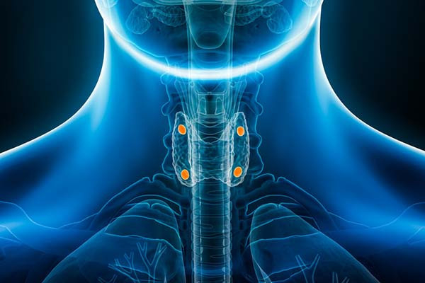 three-dimensional illustration of the front view of a human body in translucent blue against a black background, with the parathyroid glands highlighted in orange
